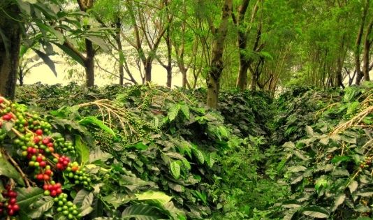 Perkebunan Kopi Luwak