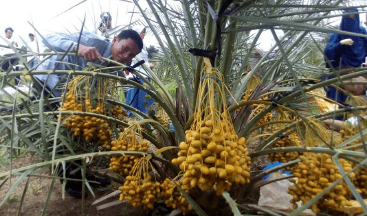 kurma, timur tengah, bulan ramadan, bulan puasa, nabi, buah suci, buka puasa, berbuka dengan yang manis, kurma arab, makanan khas timur tengah, timur tengah, wisata kurma, kebun kurma, kurma pasuruan, kebun kurma pasuruan, Kurma Ajwah, kurma Emirat, kurma Khilaf, kurma Sayer, kurma Barhee, kurma Lulu, kurma Sultana, kurma Madjoel,