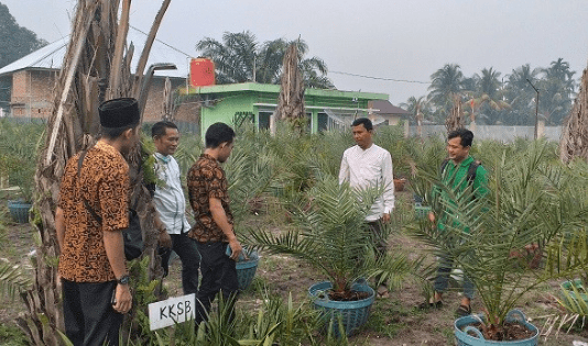 kurma, timur tengah, bulan ramadan, bulan puasa, nabi, buah suci, buka puasa, berbuka dengan yang manis, kurma arab, makanan khas timur tengah, timur tengah, wisata kurma, kebun kurma, kurma pasuruan, kebun kurma pasuruan, Kurma Ajwah, kurma Emirat, kurma Khilaf, kurma Sayer, kurma Barhee, kurma Lulu, kurma Sultana, kurma Madjoel, Kebun Kurma Indonesia Kampar, KKIK, kurma riau, kurma kampar, kebun kurma kampar, kurma indonesia, wisata kurma indonesia,