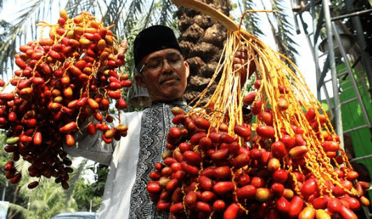 kurma, timur tengah, bulan ramadan, bulan puasa, nabi, buah suci, buka puasa, berbuka dengan yang manis, kurma arab, makanan khas timur tengah, timur tengah, wisata kurma, kebun kurma, kurma pasuruan, kebun kurma pasuruan, Kurma Ajwah, kurma Emirat, kurma Khilaf, kurma Sayer, kurma Barhee, kurma Lulu, kurma Sultana, kurma Madjoel, Kebun Kurma Indonesia Kampar, KKIK, kurma riau, kurma kampar, kebun kurma kampar, kurma indonesia, wisata kurma indonesia, Kurma bekasi, masjid al barkah, al barkah