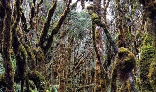 Gunung Latimojong