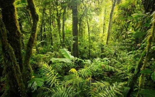 Hutan Kalimantan Utara