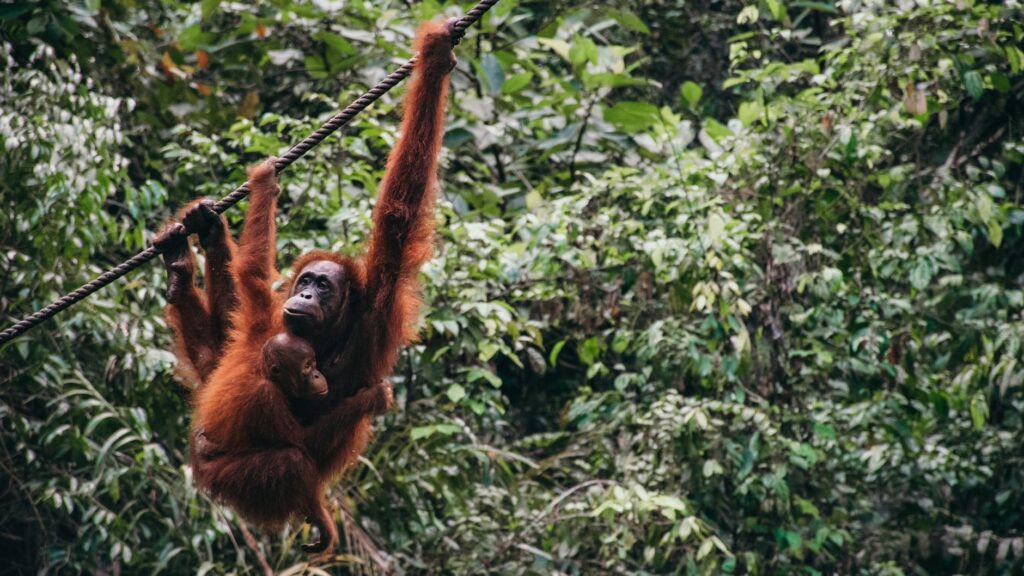 Jelajahi Pedalaman Kalimantan Utara dengan Coba 5 Hal Ekstrem Berikut Ini