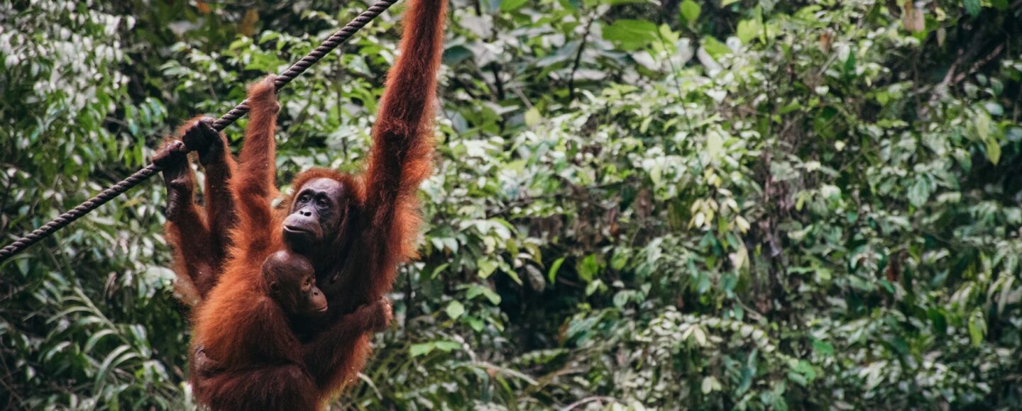 Jelajahi Pedalaman Kalimantan Utara dengan Coba 5 Hal Ekstrem Berikut Ini