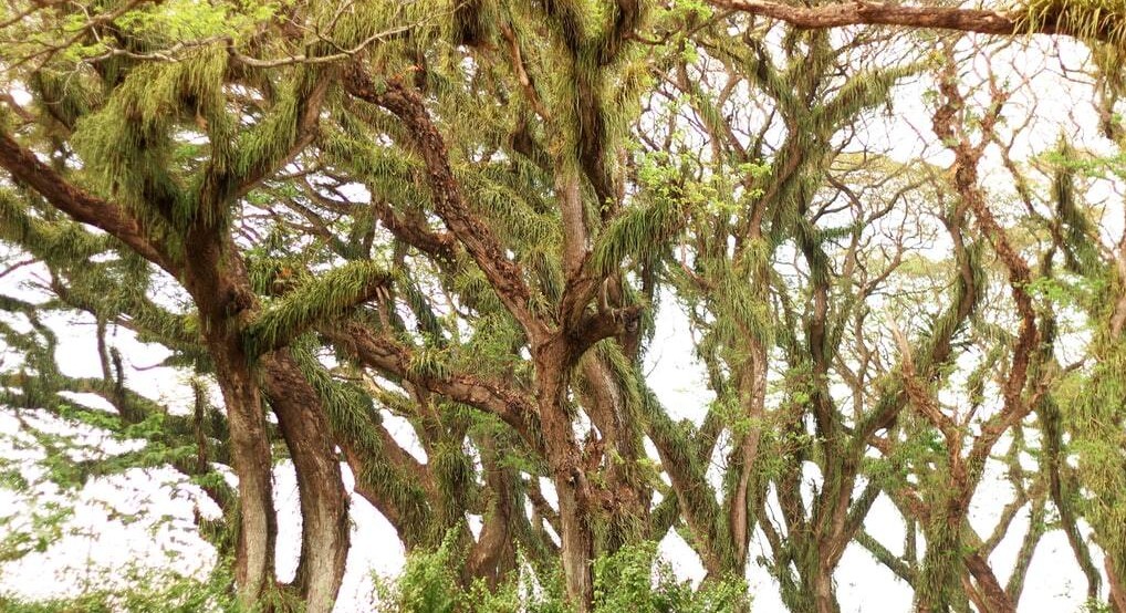 Hutan Djawatan, Banyuwangi.