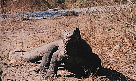 Komodo