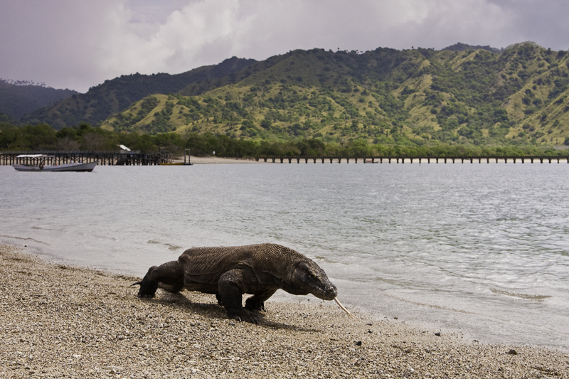 Aktivitas Seru di Pulau Komodo, Dari Trekking Sampai Menginap Ala Sultan