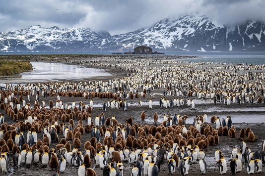 Dapat 5 Miliar, Ini 10 Jenis Liburan yang Bisa Kamu Lakukan untuk Menghabiskannya! 3 pinguin