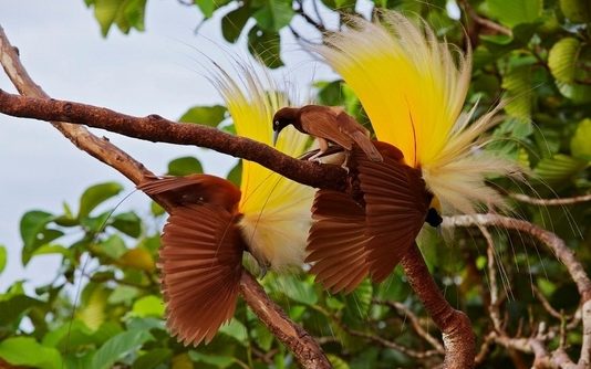 Birds of Paradise
