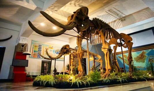 Museum Geologi Bandung 1