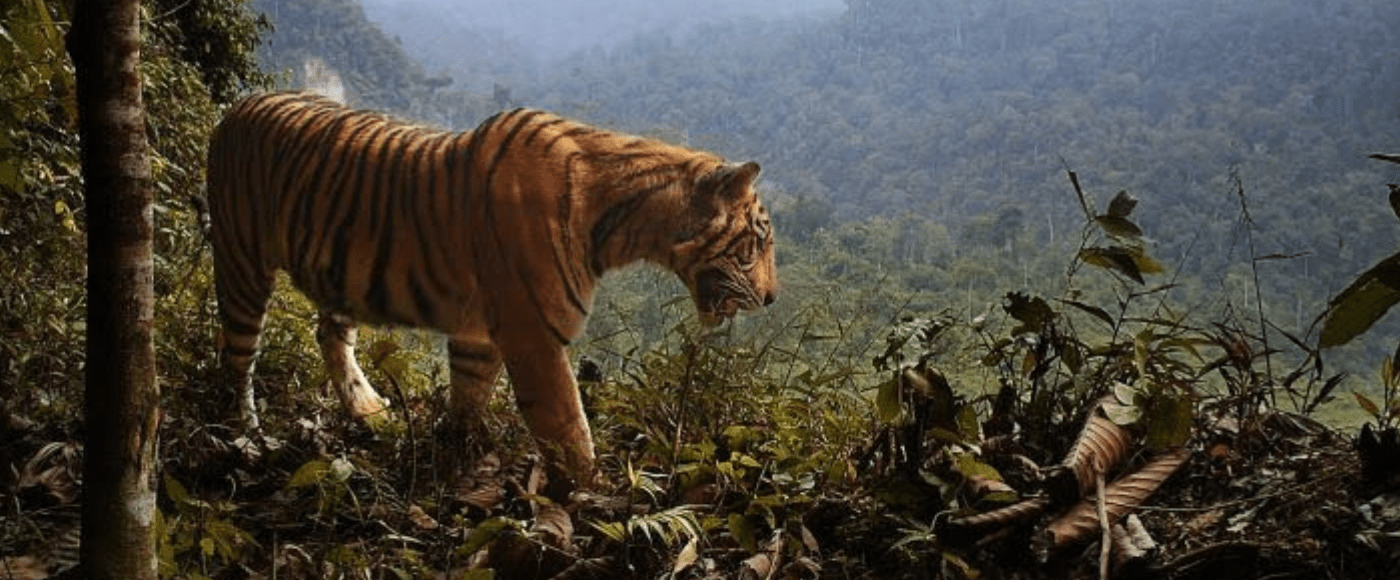 Kenali 556 Destinasi Wisata Hutan Konservasi di Indonesia