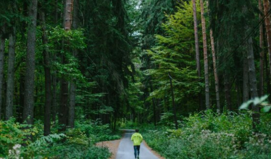 hutan depok