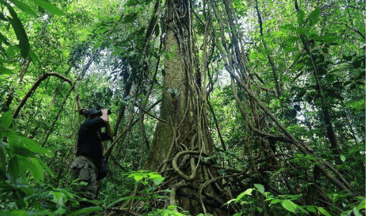hutan sumatra 1