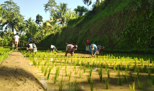 sawah wisata tetebatu 1