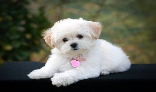 brittanys, dalmatian, kawanjo, anjing, maltese, traveling, trip, labrador, labrador retriever, portuguese water dog, 