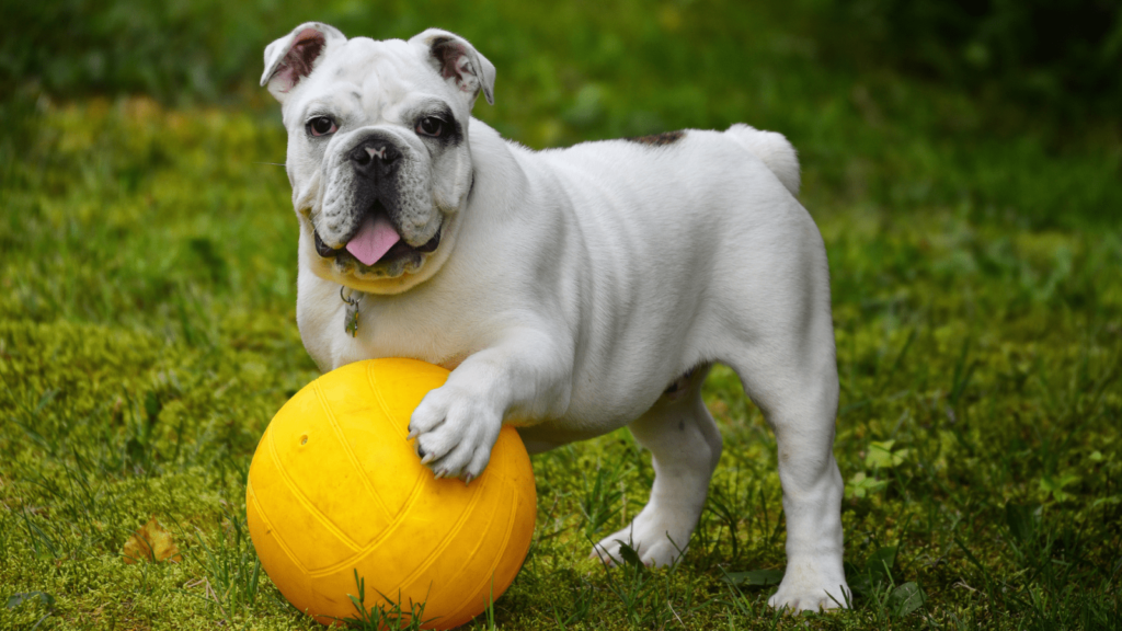 5 Jenis Anjing yang Bisa Diajak Jadi Teman Traveling