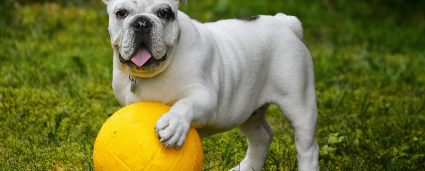5 Jenis Anjing yang Bisa Diajak Jadi Teman Traveling