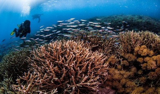 Komodo Dive, ngetrip, kawanjo,laut, diving, turis, mancanegara, spot diving, laut weh, aceh, pantai tulamben, tulamben, bali, wisata bali, pulau komodo, wakatobi, derawan, pulau kakaban, morotai, maluku, biota laut, raja ampat, papua, 
