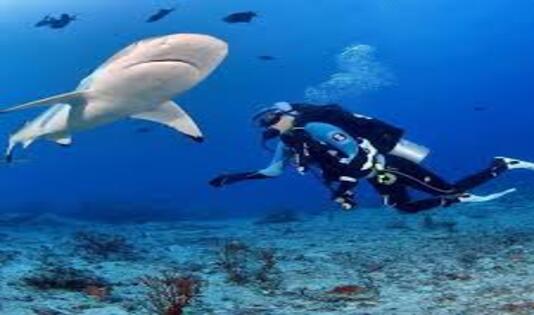 Berenang bersama hiu di Morotai, ngetrip, kawanjo,laut, diving, turis, mancanegara, spot diving, laut weh, aceh, pantai tulamben, tulamben, bali, wisata bali, pulau komodo, wakatobi, derawan, pulau kakaban, morotai, maluku, biota laut, raja ampat, papua, 
