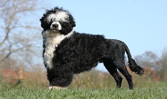 brittanys, dalmatian, kawanjo, anjing, maltese, traveling, trip, labrador, labrador retriever, portuguese water dog, 