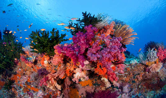 Terumbu Karang yang Cantik Di Laut Raja Ampat, ngetrip, kawanjo,laut, diving, turis, mancanegara, spot diving, laut weh, aceh, pantai tulamben, tulamben, bali, wisata bali, pulau komodo, wakatobi, derawan, pulau kakaban, morotai, maluku, biota laut, raja ampat, papua, 

