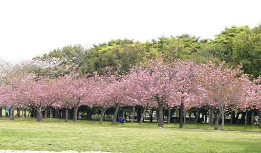 bogor, estetik, instagramable, instagram, feed, kawanjo, destinasi wisata, paket wisata, curug, curug ciherang, curug cigamea, taman sakura, cibodas, rusa giri, cariu, tirta sanita, ciseeng,