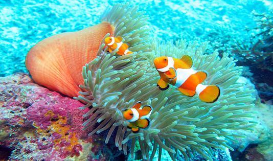 Wakatobi, ngetrip, kawanjo,laut, diving, turis, mancanegara, spot diving, laut weh, aceh, pantai tulamben, tulamben, bali, wisata bali, pulau komodo, wakatobi, derawan, pulau kakaban, morotai, maluku, biota laut, raja ampat, papua, 
