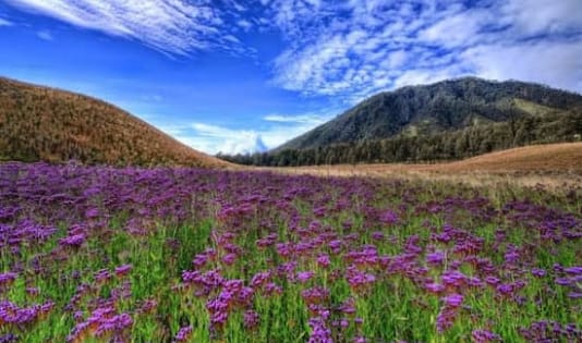 Hamparan luas tanaman gulma ungu, eropa, destinasi wisata, venice, wisata eropa, farmhouse lembang, wisata bandung, ngetrip, oro-oro ombo, merapi park,