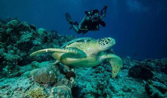 Derawan Island, ngetrip, kawanjo,laut, diving, turis, mancanegara, spot diving, laut weh, aceh, pantai tulamben, tulamben, bali, wisata bali, pulau komodo, wakatobi, derawan, pulau kakaban, morotai, maluku, biota laut, raja ampat, papua, 
