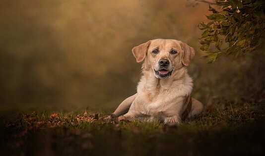 brittanys, dalmatian, kawanjo, anjing, maltese, traveling, trip, labrador, labrador retriever, portuguese water dog, 