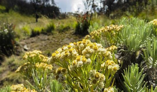Ketahui 10 Hal Ini Sebelum Ngetrip ke Gunung Sindoro! 3 edelweiss 1
