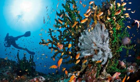 Bawah Laut Pulau Weh, ngetrip, kawanjo,laut, diving, turis, mancanegara, spot diving, laut weh, aceh, pantai tulamben, tulamben, bali, wisata bali, pulau komodo, wakatobi, derawan, pulau kakaban, morotai, maluku, biota laut, raja ampat, papua, 
