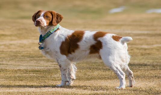 brittanys, dalmatian, kawanjo, anjing, maltese, traveling, trip, labrador, labrador retriever, portuguese water dog, 