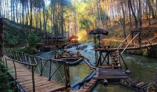 6 Rekomendasi Wisata Saat Ngetrip Ke Pangalengan, Bandung 4 Hutan Pinus Rahong, rekomendasi, pangalengan, bandung, ngetrip,