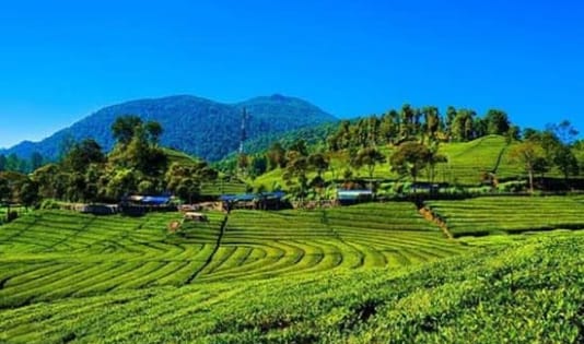 6 Rekomendasi Wisata Saat Ngetrip Ke Pangalengan, Bandung 6 Kebun teh malabar, rekomendasi, pangalengan, bandung, ngetrip,