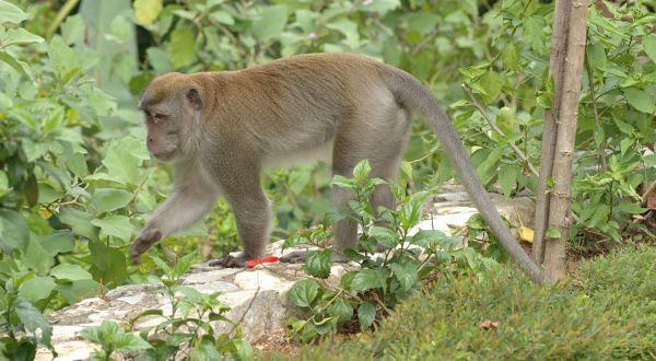 Akses, Biaya Masuk, Camping, Destinasi wisata, Indonesia, Kawanjo, Kera, Local Experience, Ngetrip, Paket Wisata, Pigijo, Spot Foto, Sukamakmur, Terjal, trip