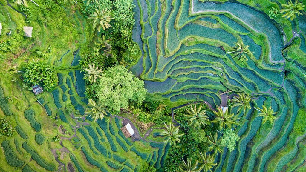Keren! Tahun Ini Bali Masuk List 30 Warisan Dunia UNESCO Paling Populer di Instagram