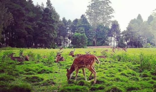 6 Rekomendasi Wisata Saat Ngetrip Ke Pangalengan, Bandung 5 Penangkaran Rusa Kertamanah, wisata bandung, pangalengan, ngetrip,