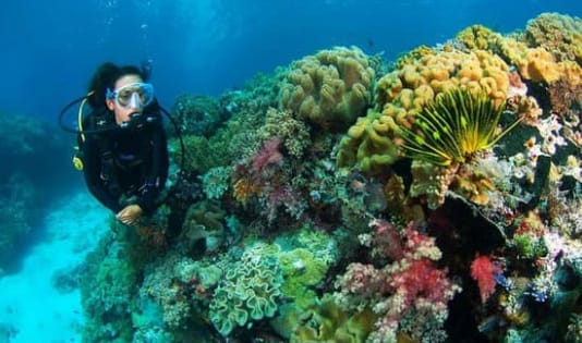 Pigijo, local experience, ngetrip, Kawanjo, destinasi wisata, Indonesia, Pulau Wakatobi, Surga wisata bahari, diving, Pulau Wangi-Wangi, Pulau Keledupa,  Pulau Tomia, Pulau Binongko, Sulawesi Tenggara, 