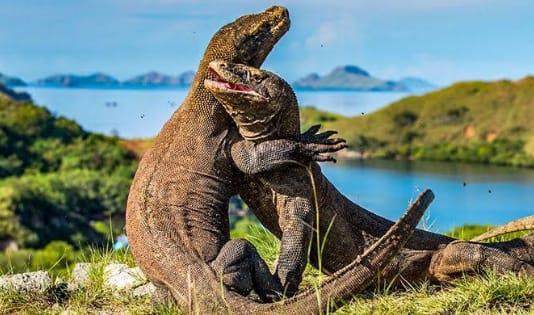 Kawanjo, Local experience, Pigijo, Indonesia, Destinasi wisata, wisata legenda, legenda destinasi wisata, Gunung Tangkuban Perahu, Pantai Air Manis, Danau Toba, Candi Perambanan, Pulau Komodo