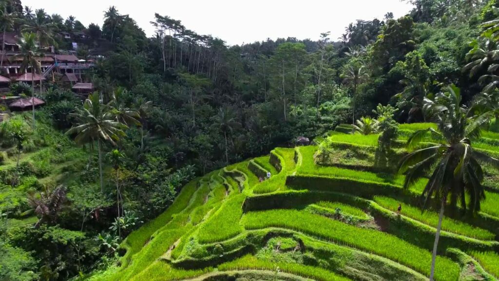 Bali