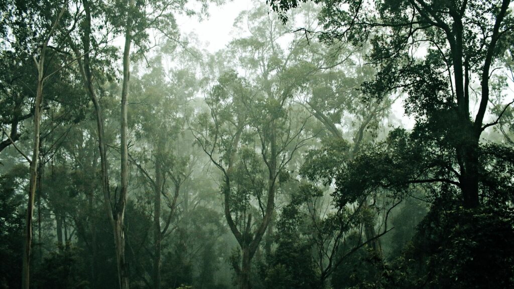 Berani Ngetrip ke Spot Horor di Banyuwangi Ini Nggak?
