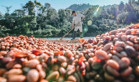 Hobi Ngopi? Trip ke kota penghasil kopi terbaik di Indonesia