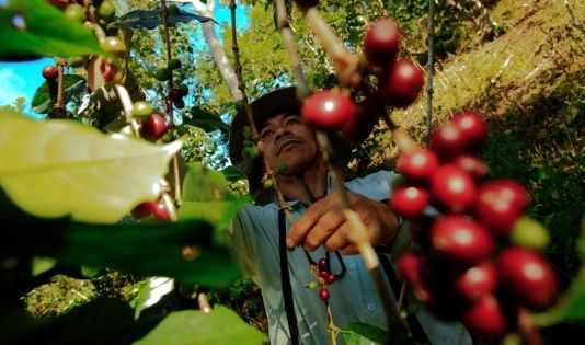 Hobi Ngopi? Cobain trip ke kota penghasil kopi terbaik di Indonesia