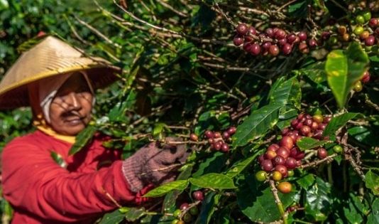 Hobi ngopi? Cobain trip ke kota penghasil kopi terbaik di Indonesia