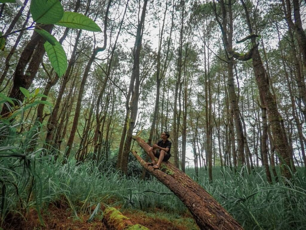 Hutan Pinus