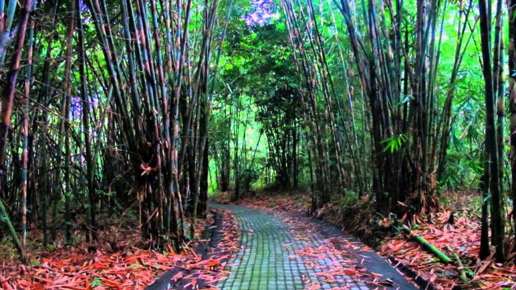 Hutan bambu panglipuran
