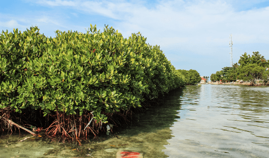 pulau harapan, kepulauan seribu, snorkling, minjo, kawanjo, pigijo, destinasi wisata, paket wisata, healing, healing time