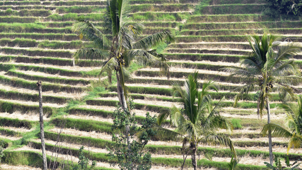 Keren, Desa Wisata Baru, Bali Menuju Desa Ekowisata! Keren, Desa Wisata Baru, Bali Menuju Desa Ekowisata!