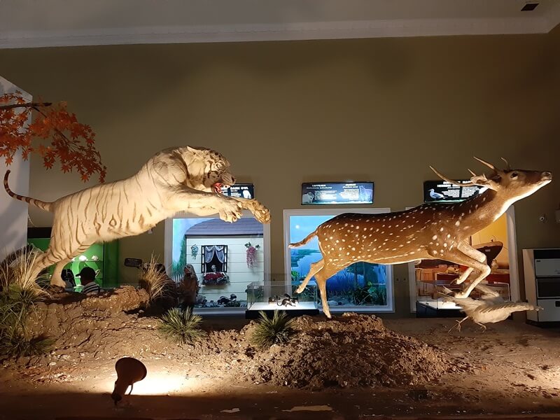 Museum Satwa di Batu, Malang